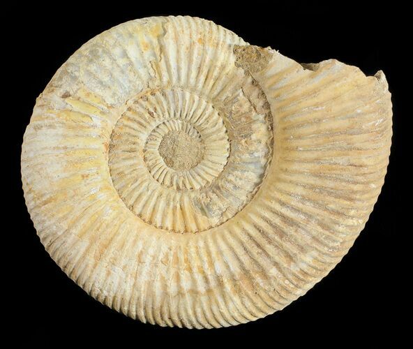 Perisphinctes Ammonite - Jurassic #54258